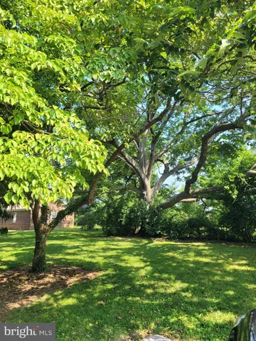 a view of a park with large trees