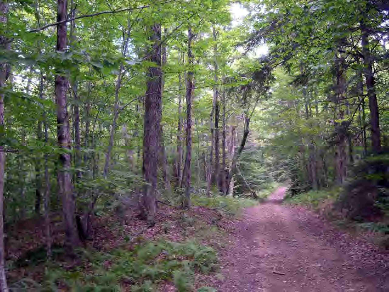 Parcel B1 Stebbins Road Otis, MA 01253 - Photo 2 of 4 a view of a forest that has large trees