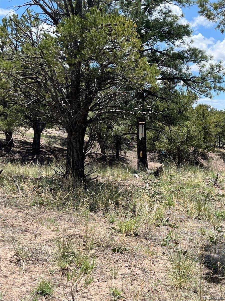 1153 East Badger Road Crestone, CO 81131 - Photo 3 of 10