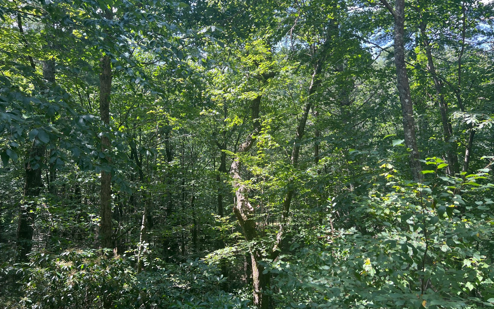 411 Bushy Head Road Cherry Log, GA 30522 - Photo 25 of 27 Additional View