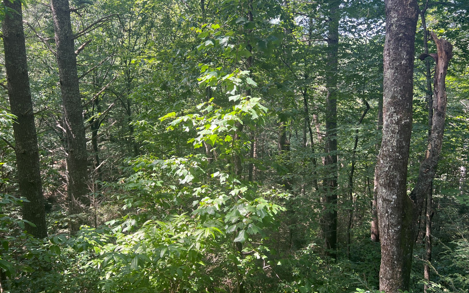 411 Bushy Head Road Cherry Log, GA 30522 - Photo 26 of 27 Additional View