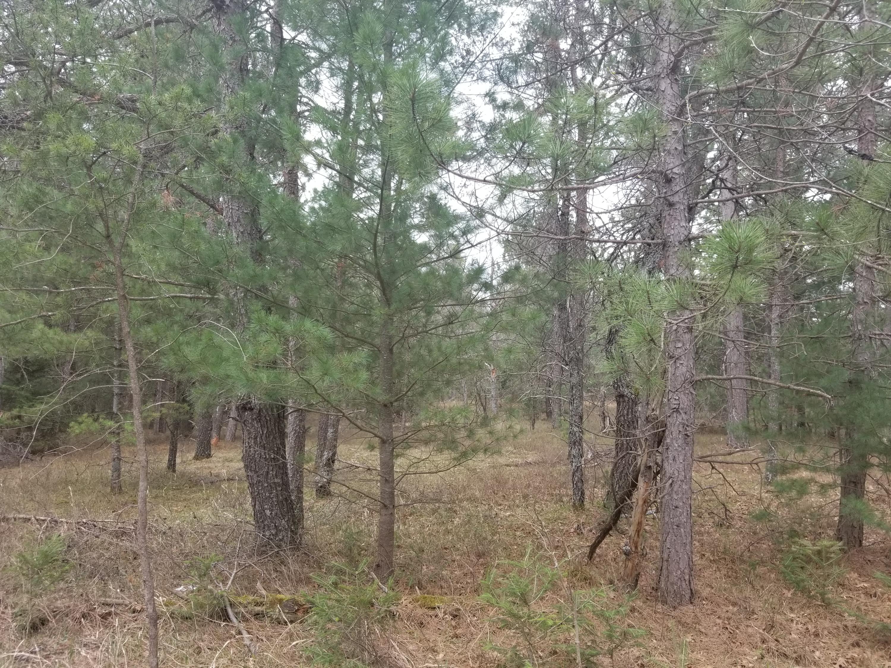 Cherry Creek Road Grayling, MI 49738 - Photo 11 of 18 Gallery Image 11
