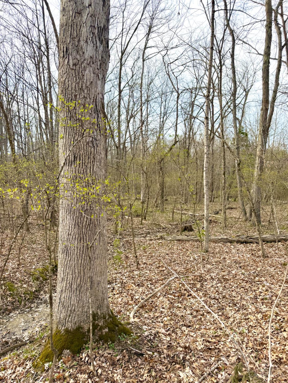 1600 Magee Jones Road Peebles, OH 45660 - Photo 10 of 91