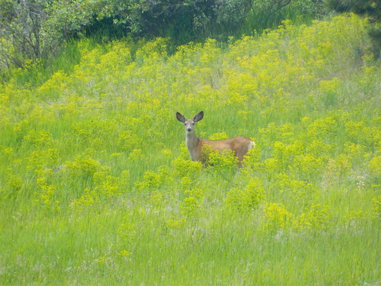 Xxx West Jacobs Road Spokane, WA 99224 - Photo 3 of 12