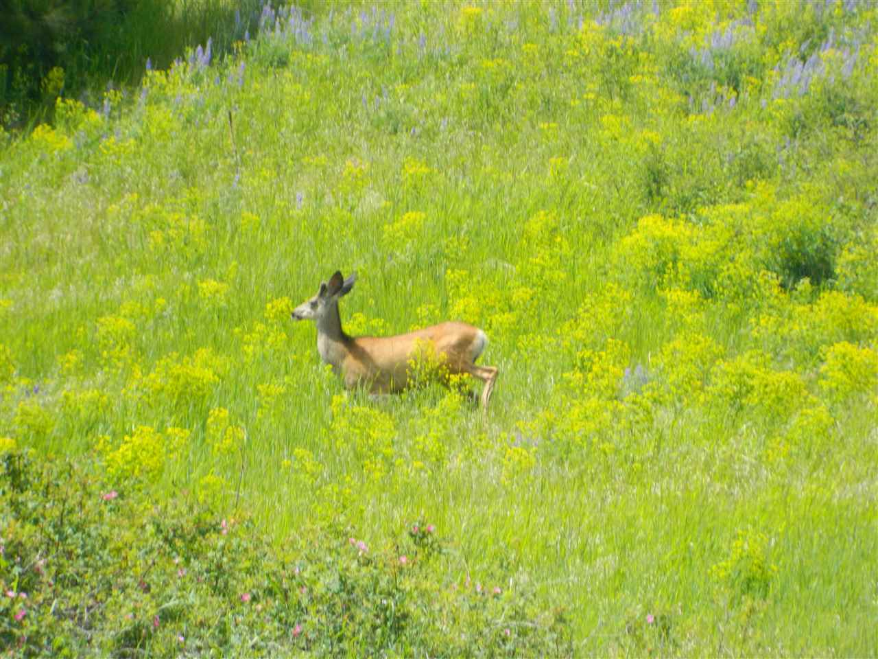 Xxx West Jacobs Road Spokane, WA 99224 - Photo 4 of 12