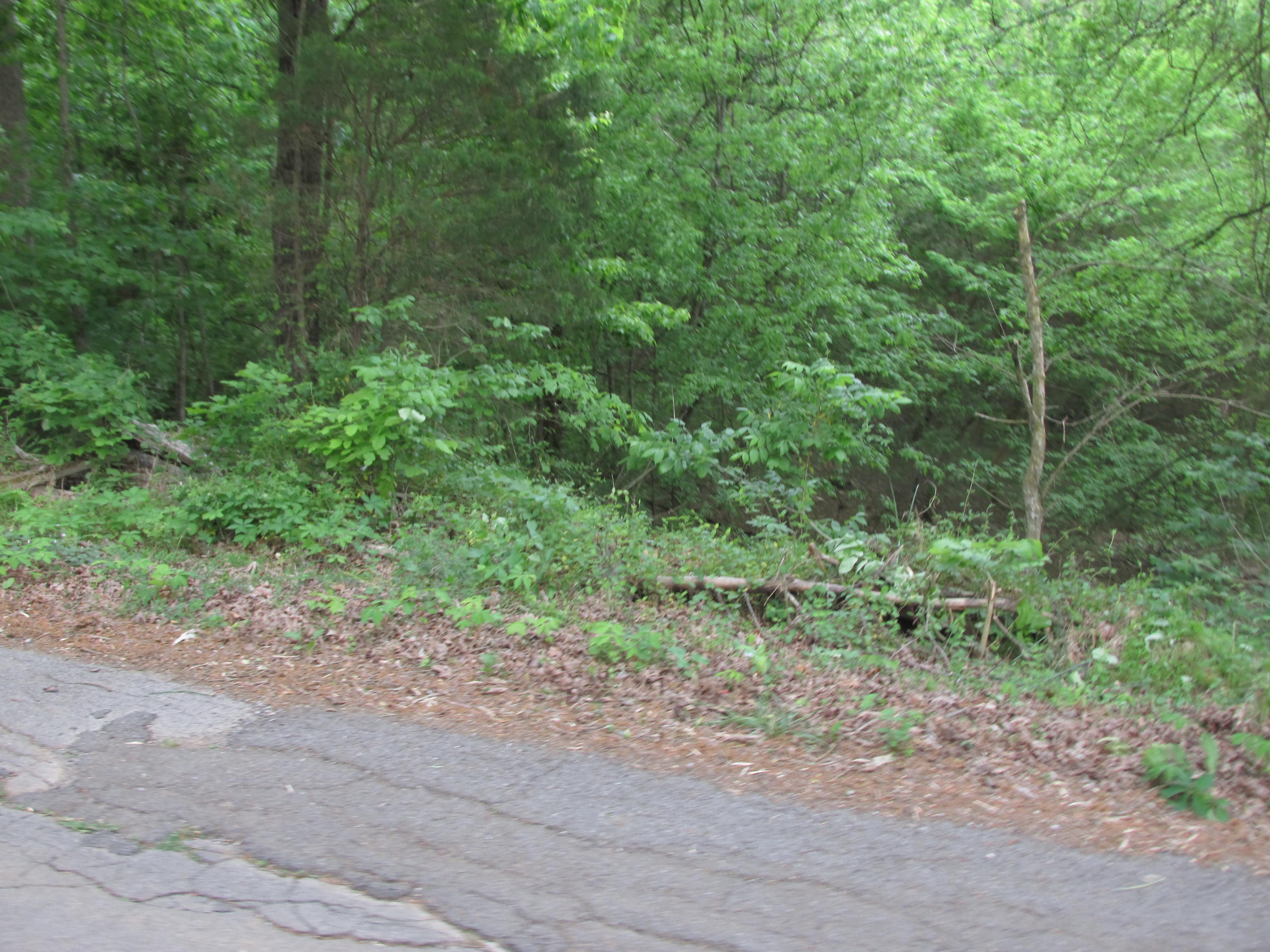 Fork Road Greenback, TN 37742 - Photo 2 of 12 IMG_2549