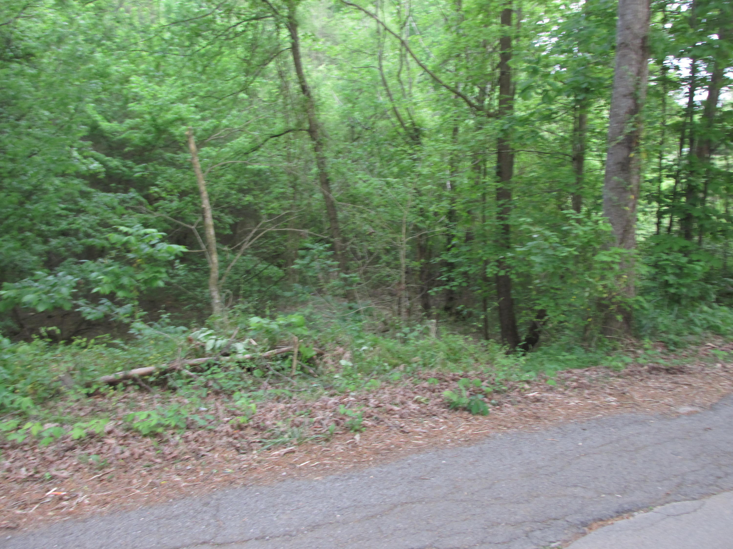 Fork Road Greenback, TN 37742 - Photo 11 of 12 IMG_2558