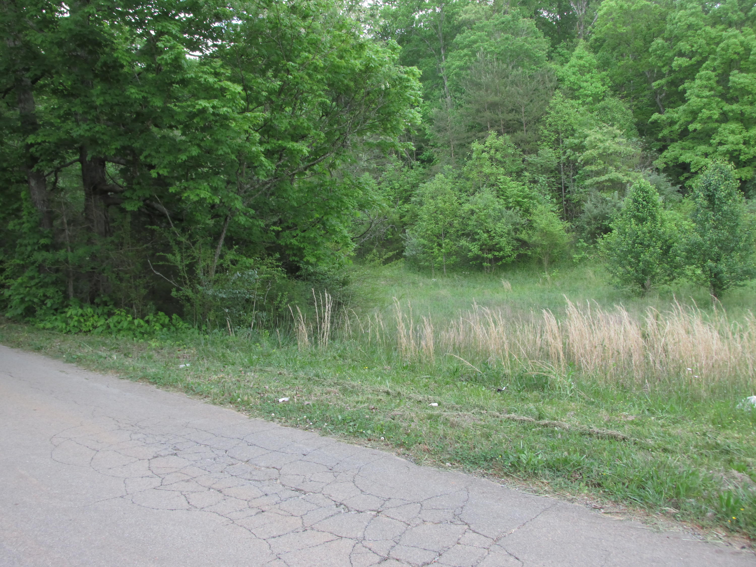 Fork Road Greenback, TN 37742 - Photo 12 of 12 IMG_2559
