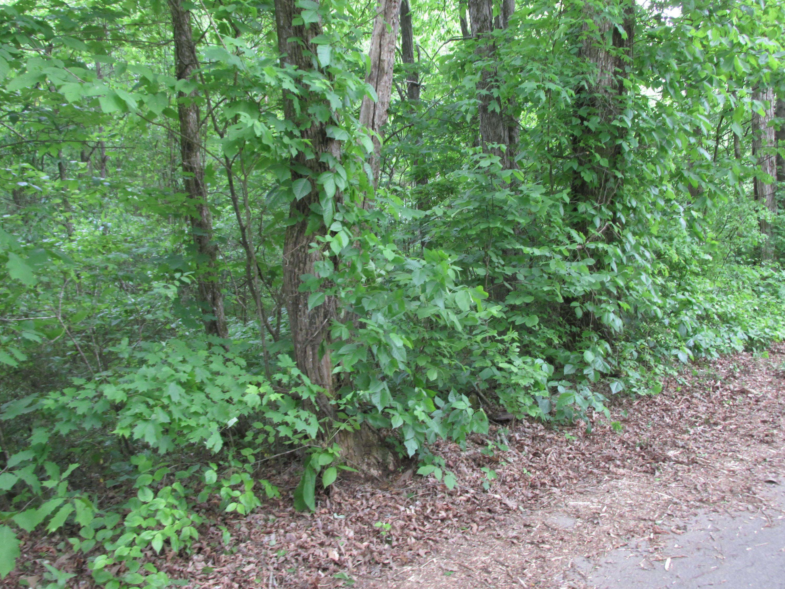 Fork Road Greenback, TN 37742 - Photo 4 of 12 Fork Road
