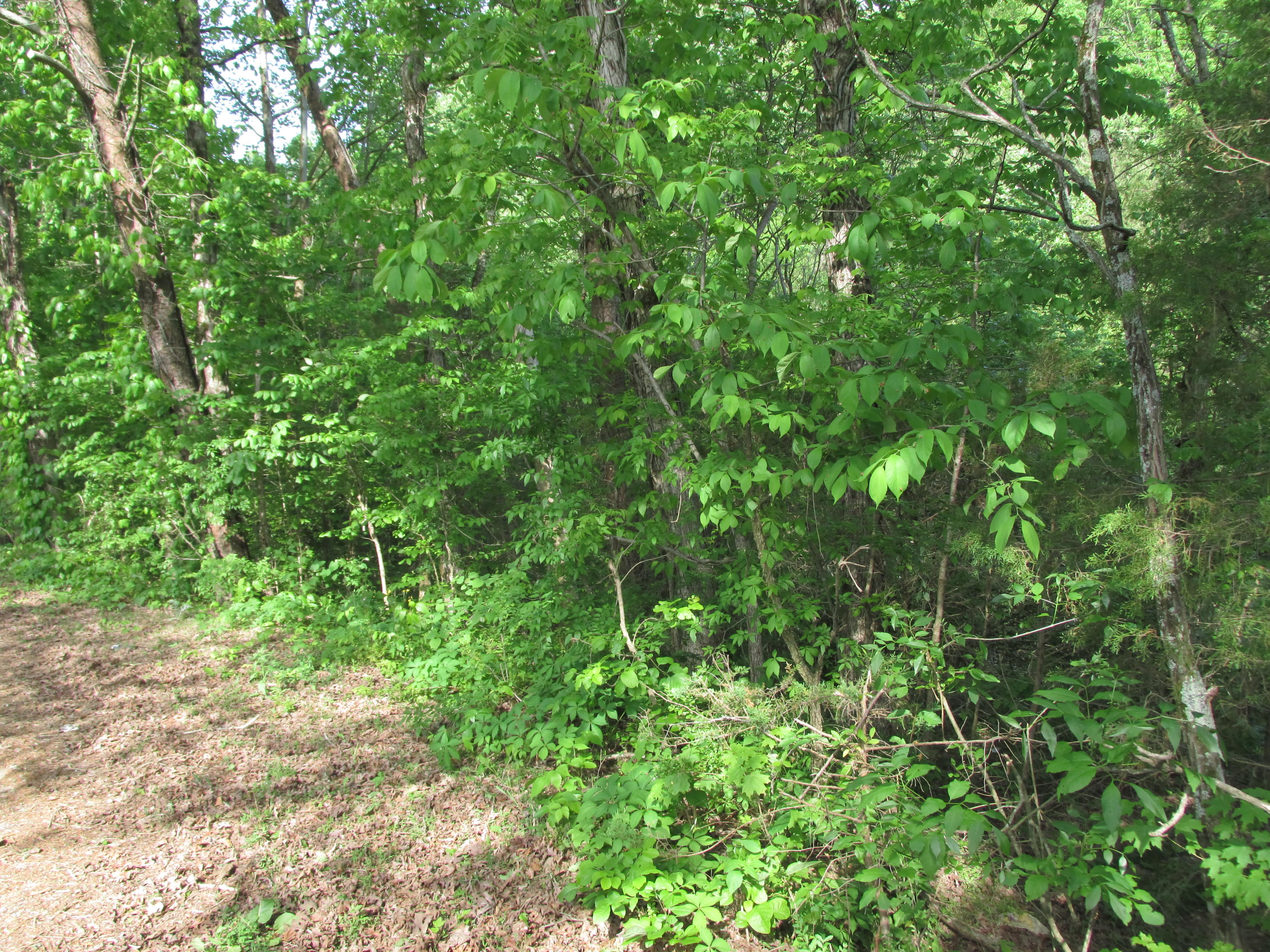 Fork Road Greenback, TN 37742 - Photo 6 of 12 IMG_2551