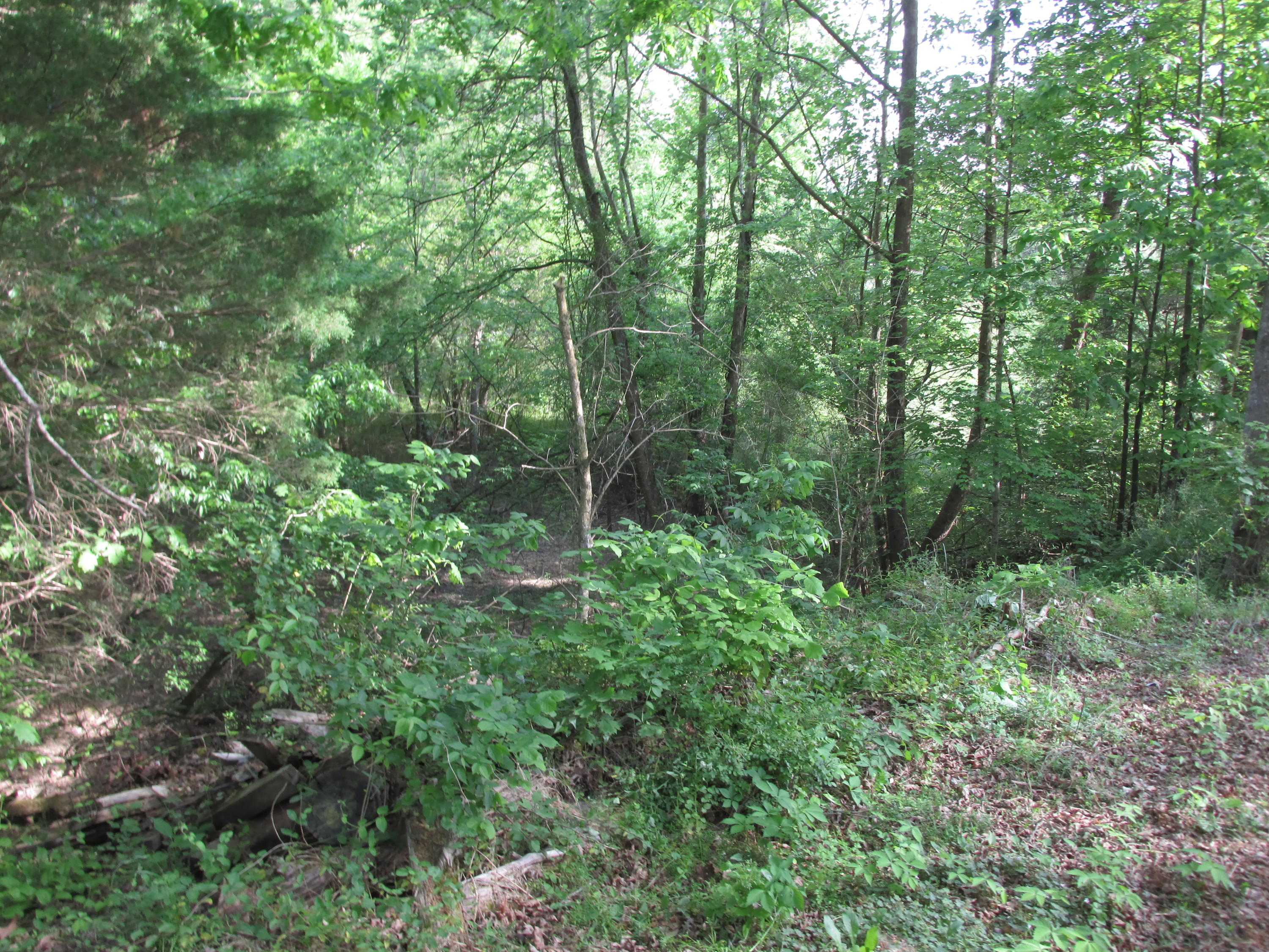 Fork Road Greenback, TN 37742 - Photo 7 of 12 IMG_2552
