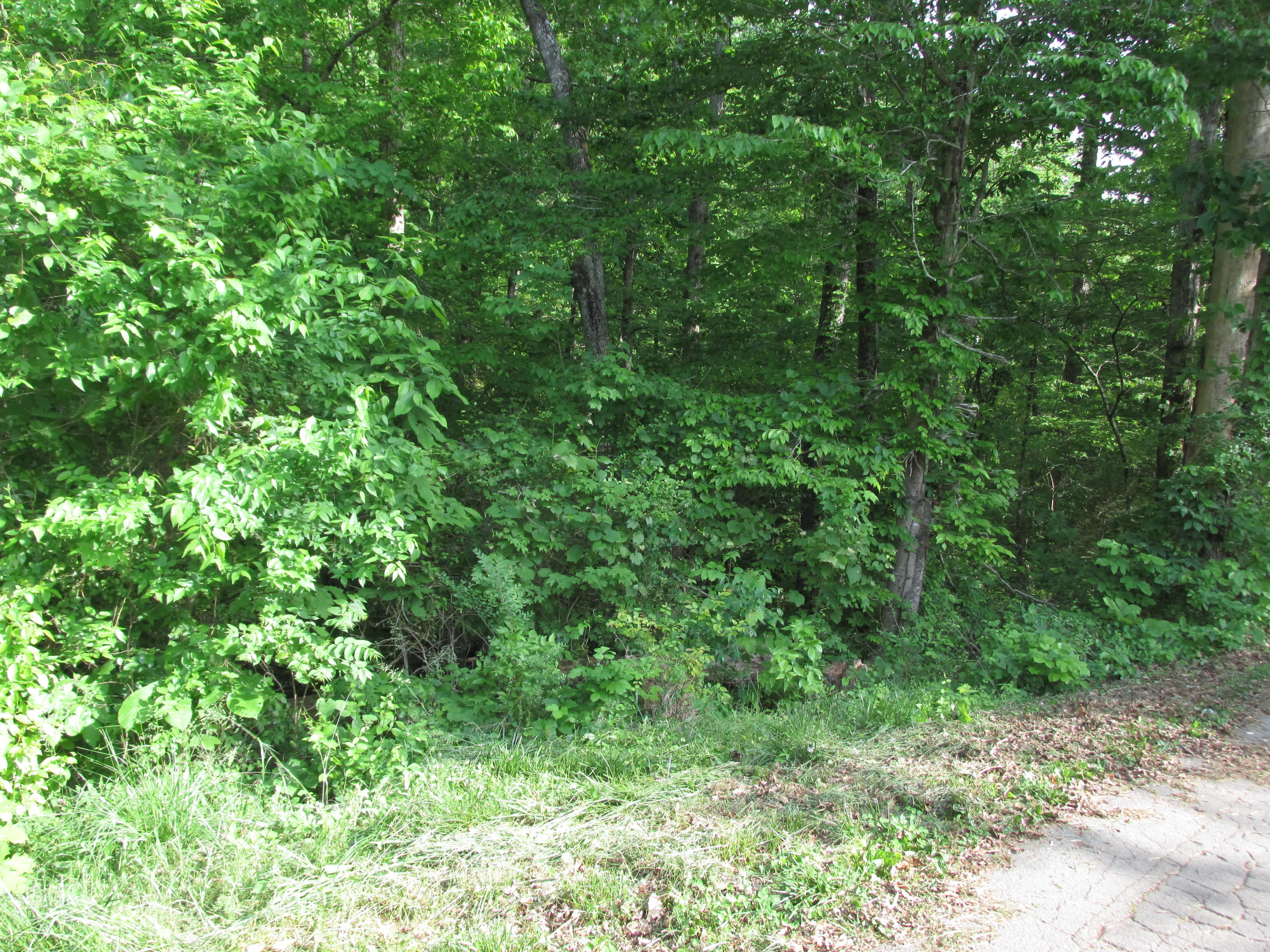 Fork Road Greenback, TN 37742 - Photo 8 of 12 IMG_2554