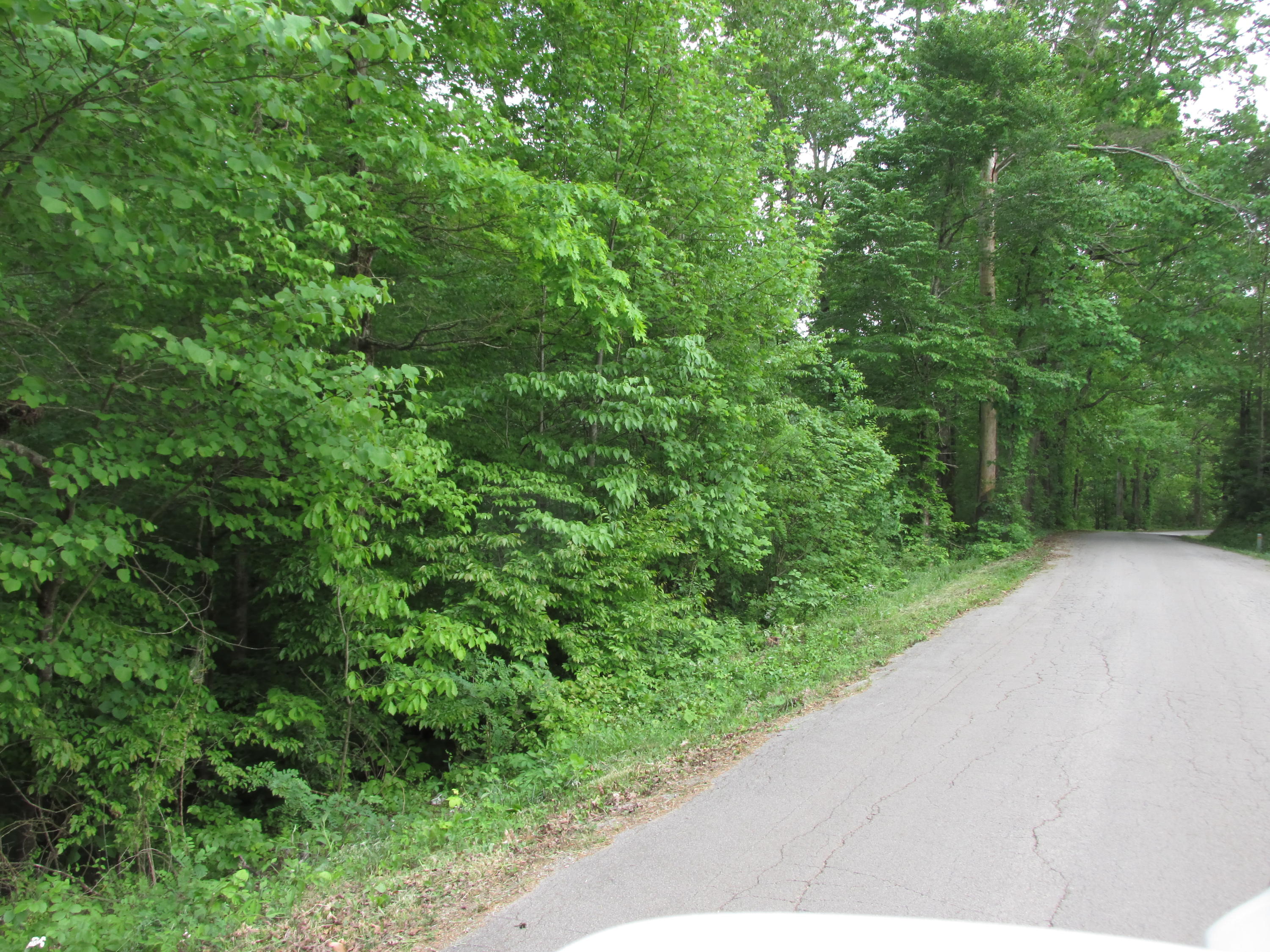 Fork Road Greenback, TN 37742 - Photo 9 of 12 IMG_2555