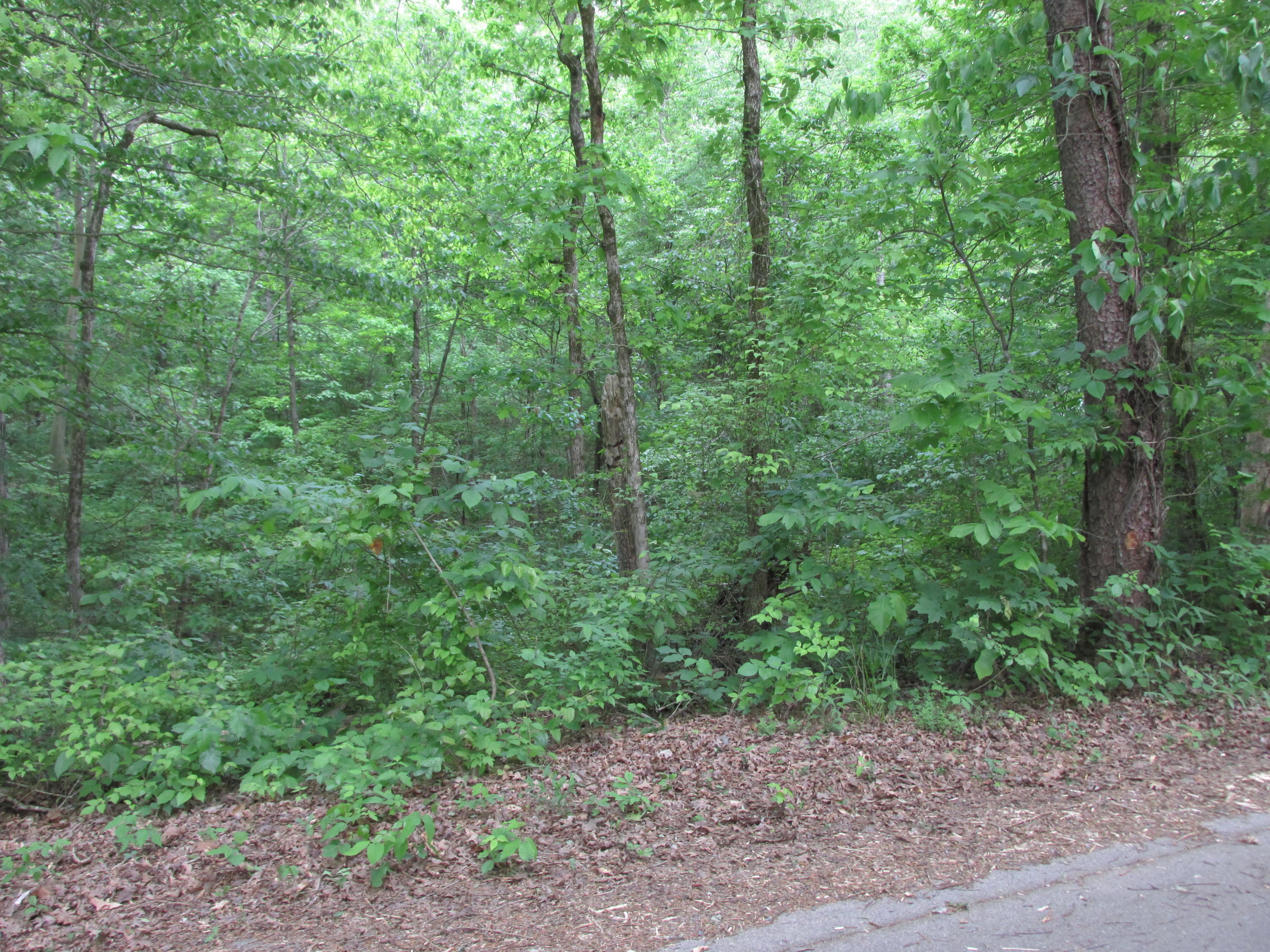 Fork Road Greenback, TN 37742 - Photo 10 of 12 IMG_2557