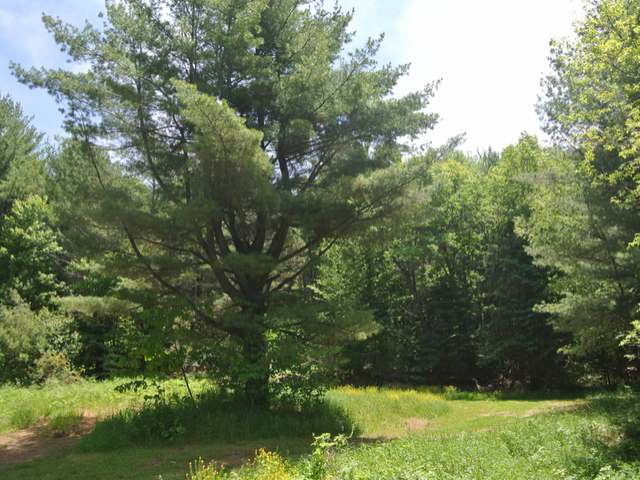 Lot 3 North Bluebird Road Lake Tomahawk, WI 54539 - Photo 19 of 20 Gallery Image 19