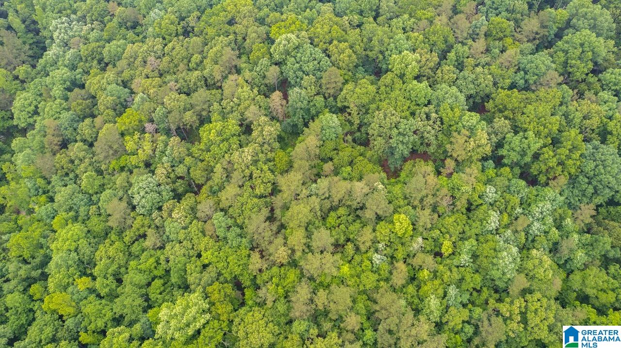 14791 County Road 10, Unit 45 ACRES Ranburne, AL 36273 - Photo 15 of 43