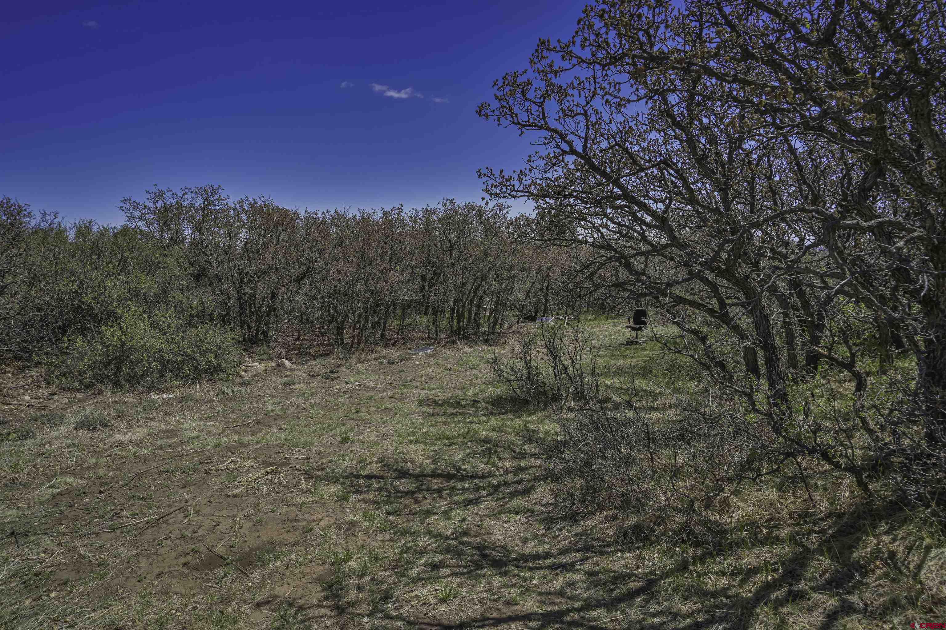Tbd Tbd Cl&l Rye, CO 81069 - Photo 4 of 44 a view of a forest with trees in the background
