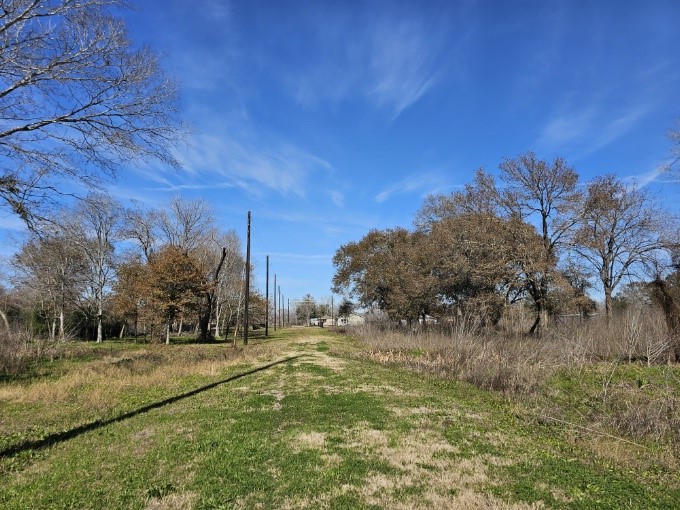 a view of a yard with large trees