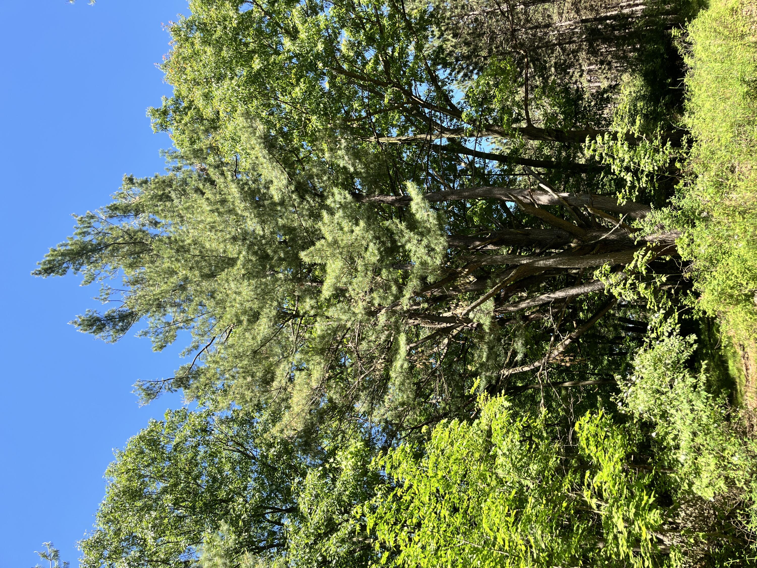 3685 Cypress Road Blanchard, MI 49310 - Photo 23 of 32 Trees 9