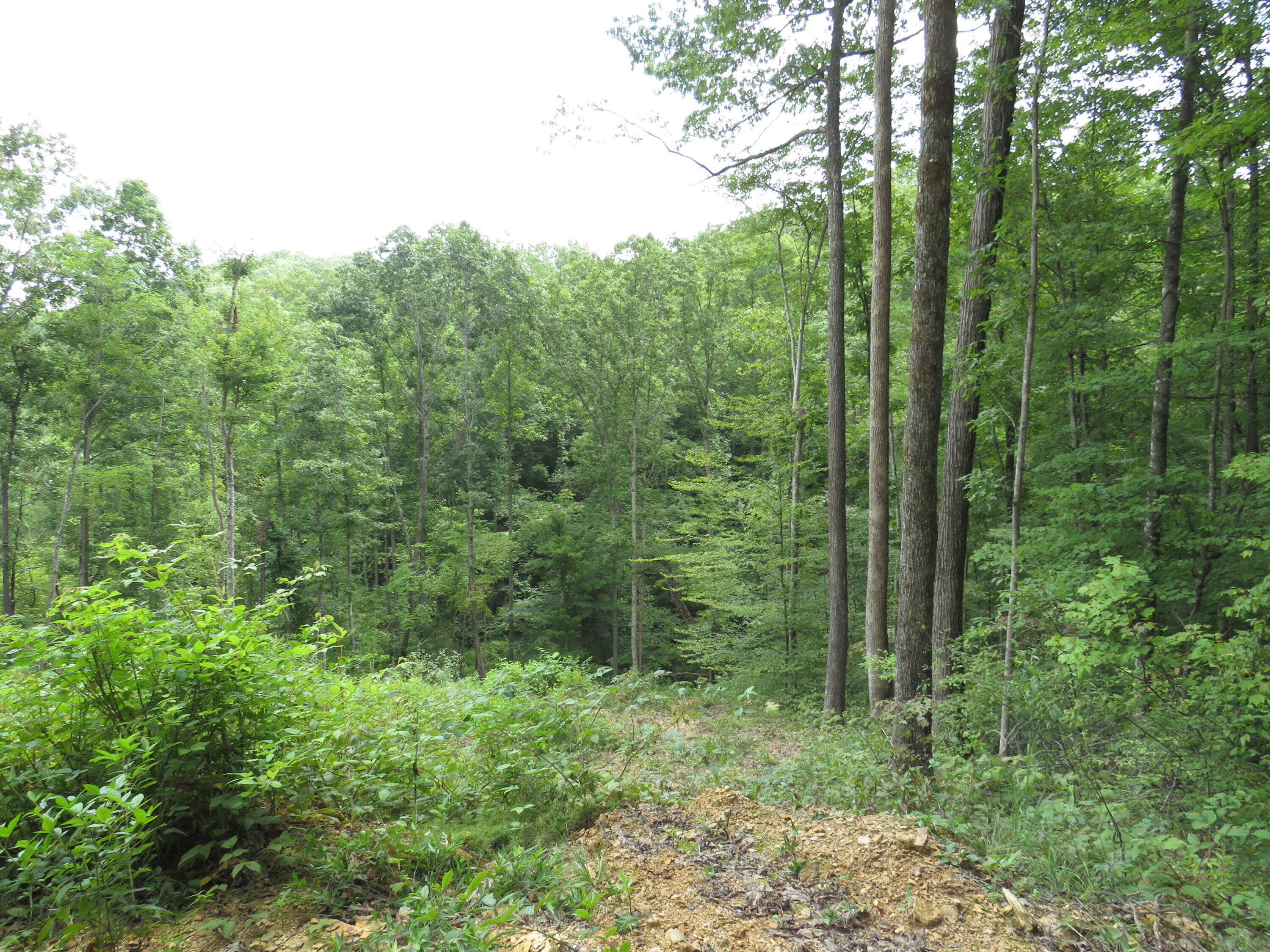 0 Chaney Ridge Road London, KY 40741 - Photo 24 of 35 IMG_4260