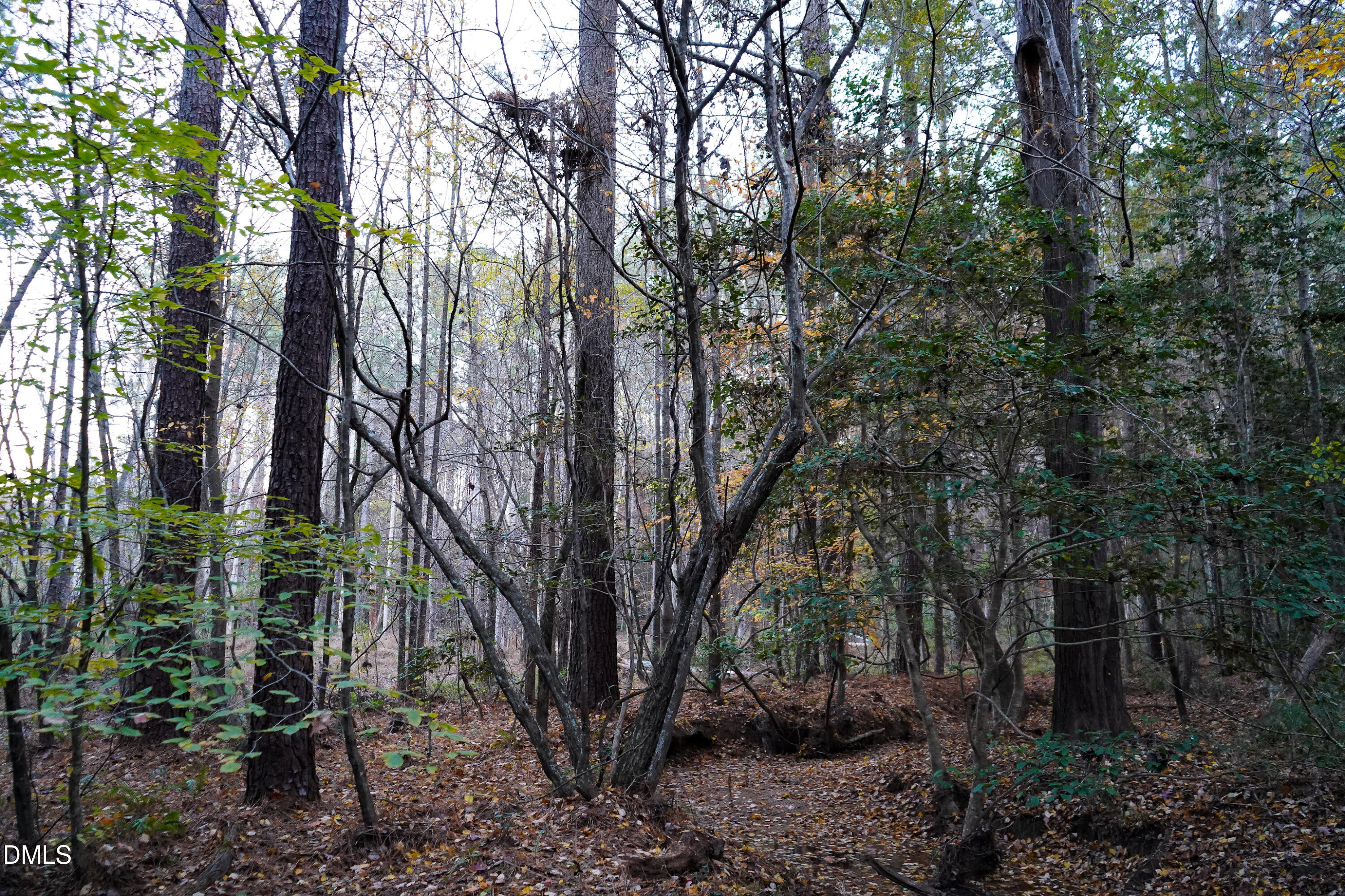 24-acres Wiley Road Spring Hope, NC 27882 - Photo 20 of 39 20