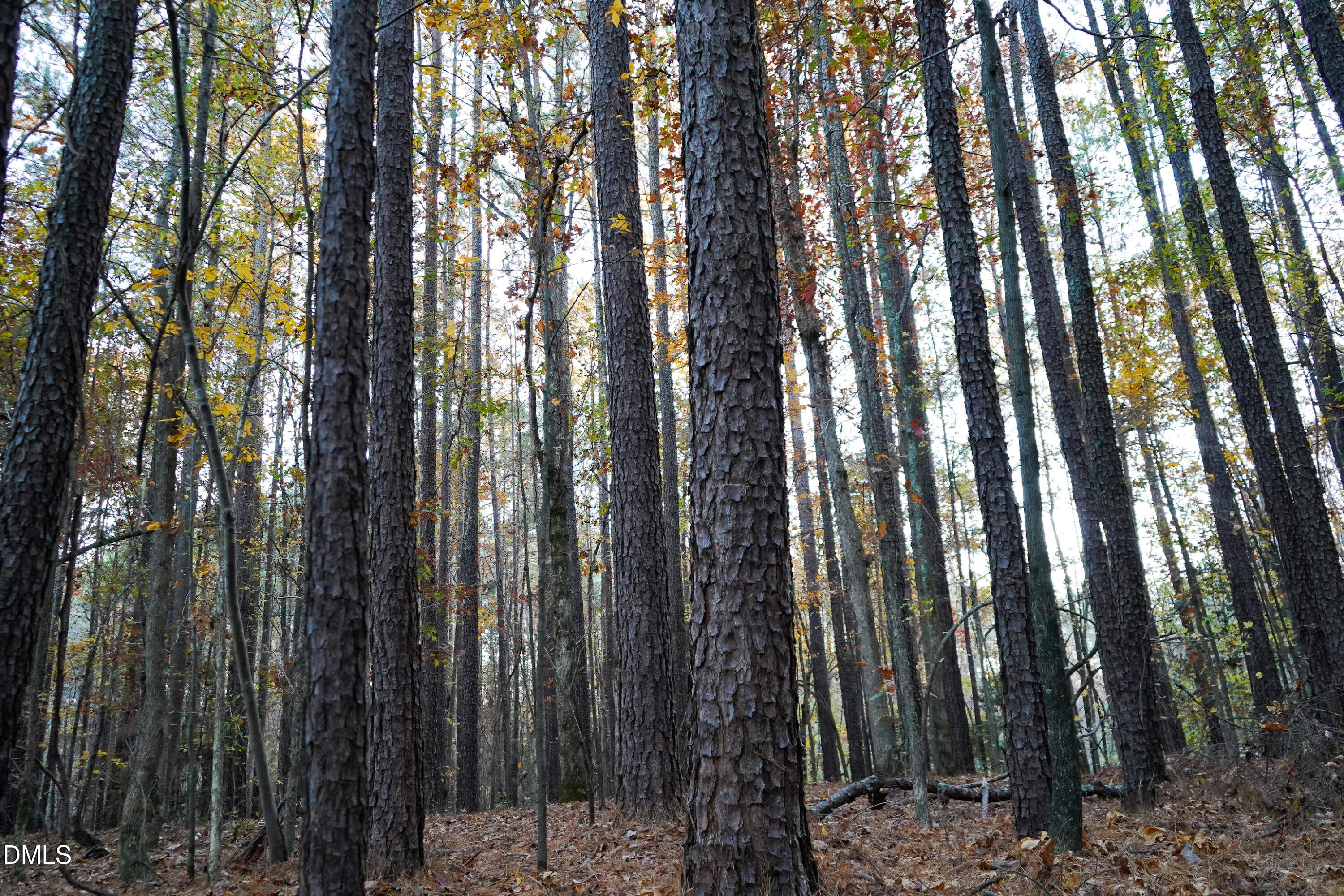 24-acres Wiley Road Spring Hope, NC 27882 - Photo 21 of 39 21