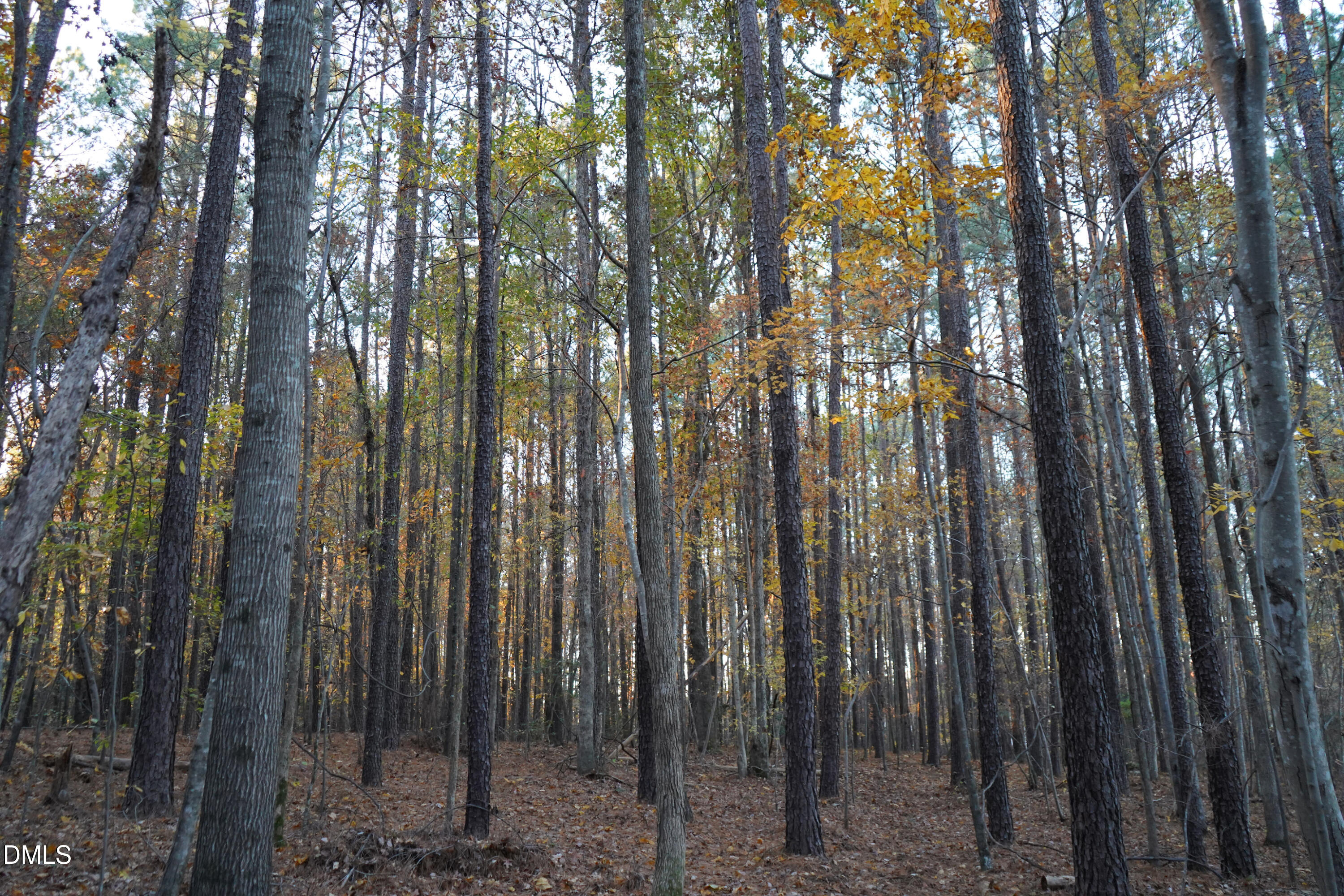24-acres Wiley Road Spring Hope, NC 27882 - Photo 23 of 39 23