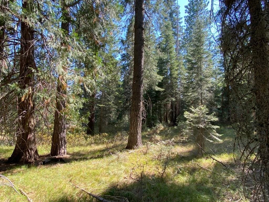 3-e-48 Red Fir Road McCloud, CA 96057 - Photo 5 of 15 Gallery Image 5