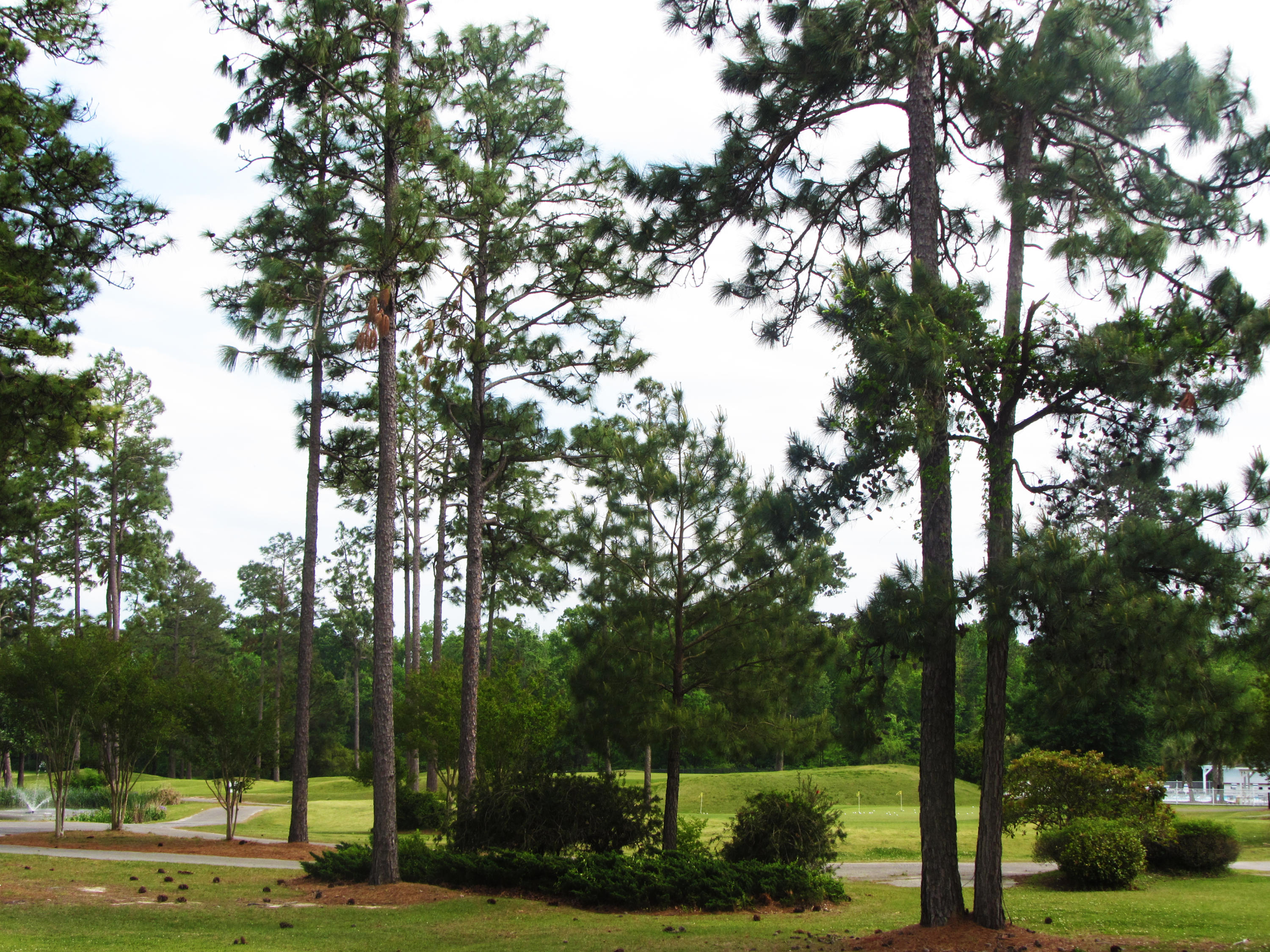 705 Kilarney Road Summerville, SC 29483 - Photo 28 of 31 Pine Forest_Golf Course2