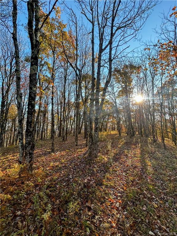 596 Castle Mountain Road Stamford, NY 12167 - Photo 11 of 14 View of local wilderness