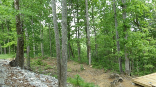 837 Rock Springs Road Celina, TN 38551 - Photo 12 of 28 a view of a forest that has large trees