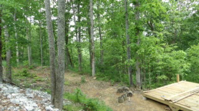 837 Rock Springs Road Celina, TN 38551 - Photo 13 of 28 a view of a forest filled with trees