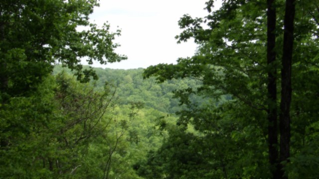 837 Rock Springs Road Celina, TN 38551 - Photo 17 of 28 a view of a lush green forest with lots of trees