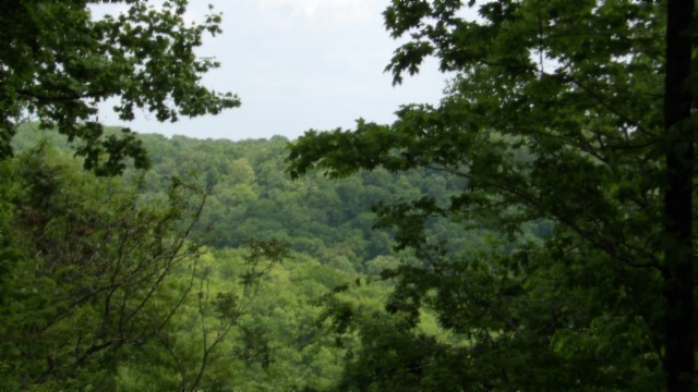 837 Rock Springs Road Celina, TN 38551 - Photo 18 of 28 a view of a lush green forest with lots of trees