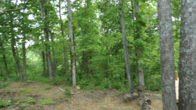 837 Rock Springs Road Celina, TN 38551 - Photo 21 of 28 a view of a forest that has large trees