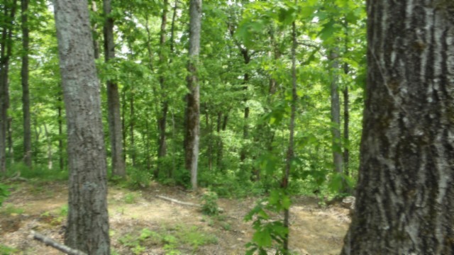 837 Rock Springs Road Celina, TN 38551 - Photo 22 of 28 a view of forest