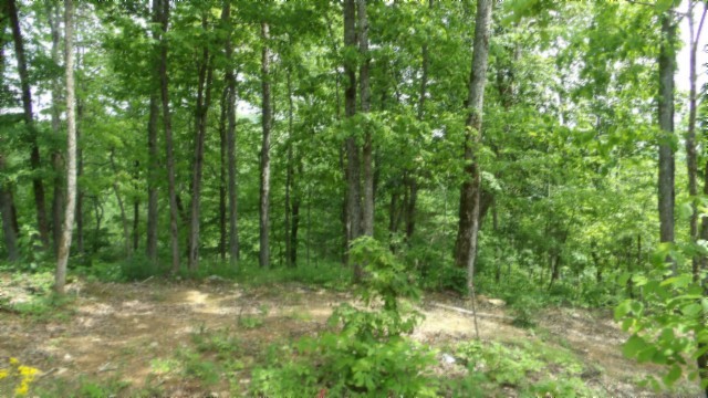 837 Rock Springs Road Celina, TN 38551 - Photo 24 of 28 a view of forest
