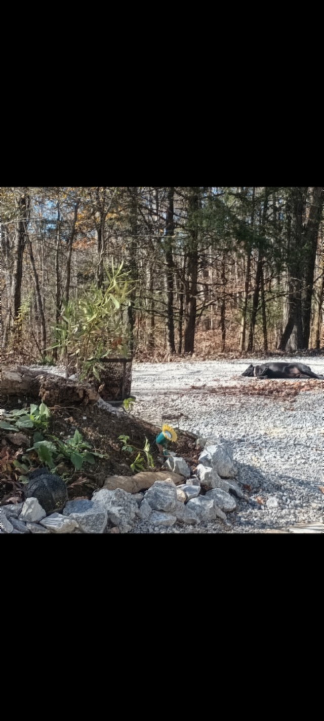 837 Rock Springs Road Celina, TN 38551 - Photo 5 of 28 a view of a backyard