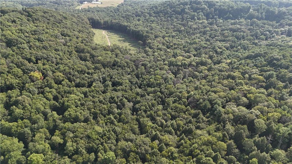 63.86-acres Along Kinderman Road Troutville, PA 15866 - Photo 11 of 15 a view of a forest with a plant