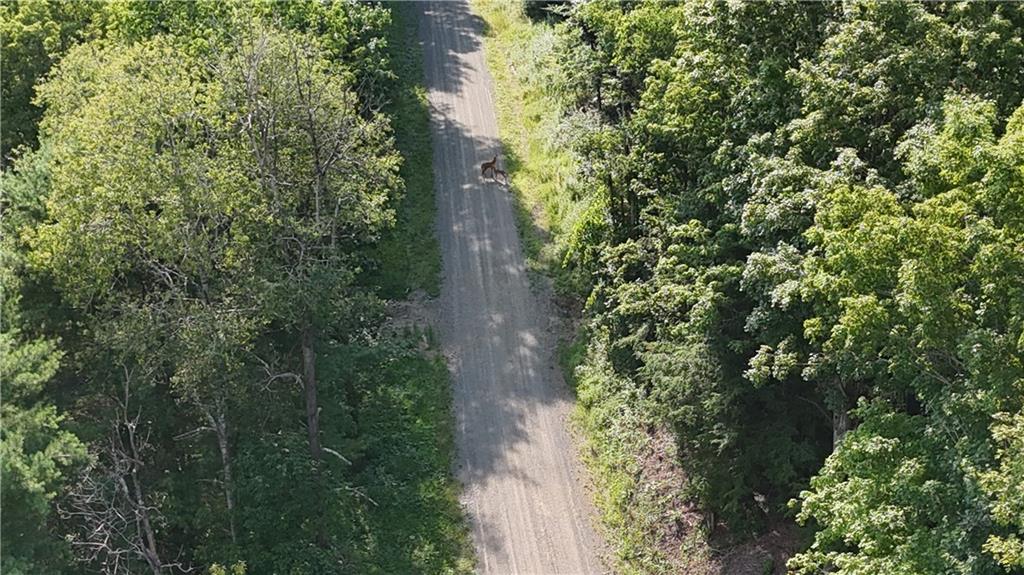63.86-acres Along Kinderman Road Troutville, PA 15866 - Photo 13 of 15 a view of a forest with plants and trees
