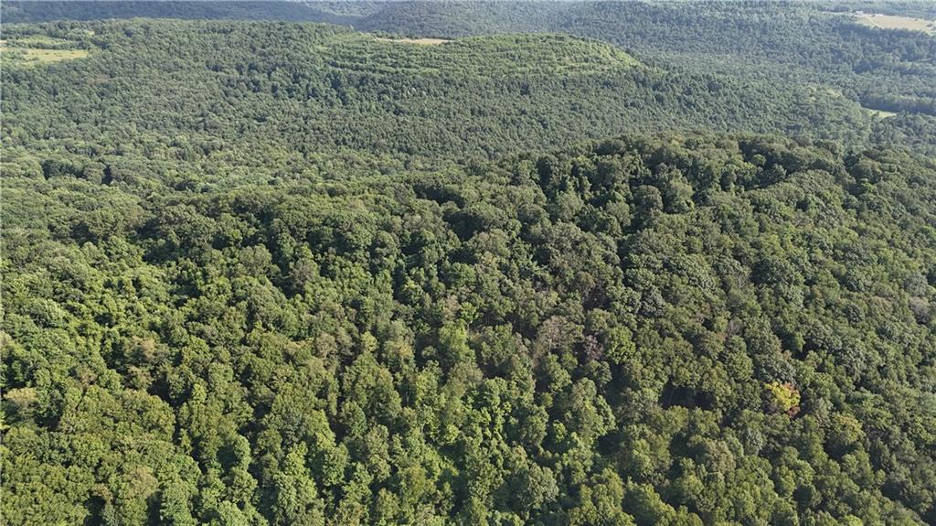 63.86-acres Along Kinderman Road Troutville, PA 15866 - Photo 8 of 15 a view of a big yard with plants and large trees