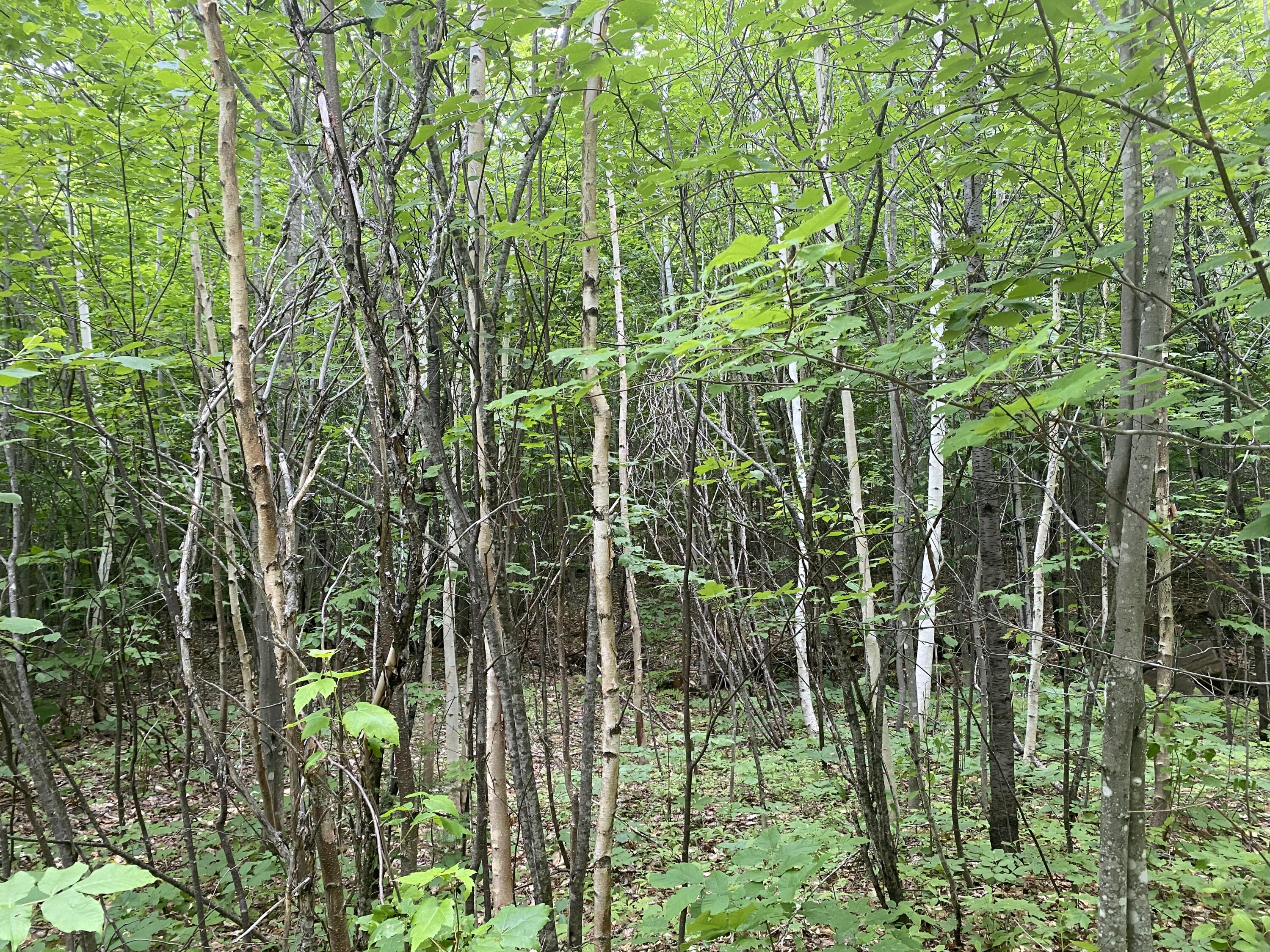 160 Reed's Mill Road Madrid Township, ME 04966 - Photo 19 of 20 Photo Jun 16, 2 44 23 PM