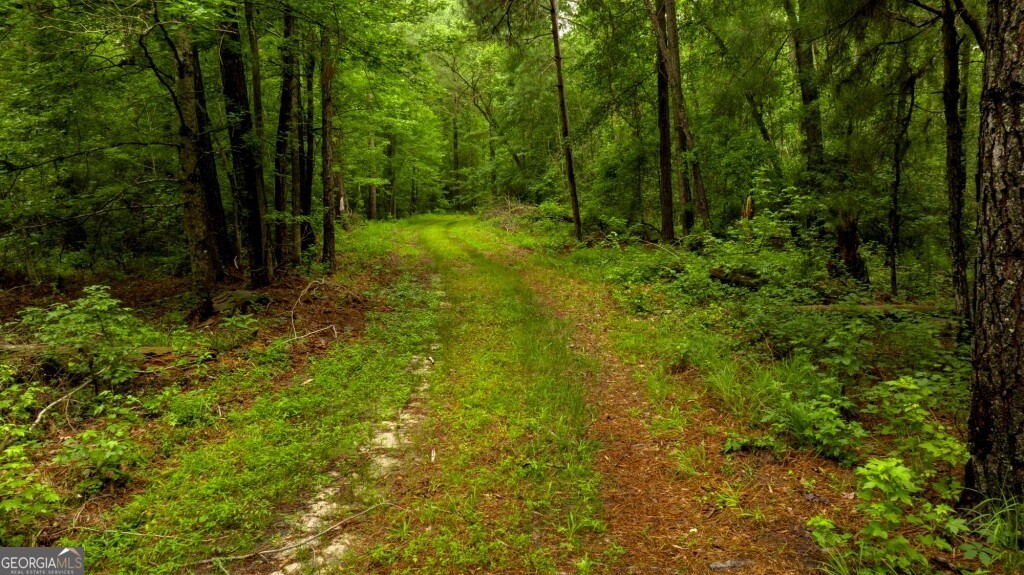 1230 Agricola Road Mitchell, GA 30820 - Photo 15 of 43 a view of a lush green forest