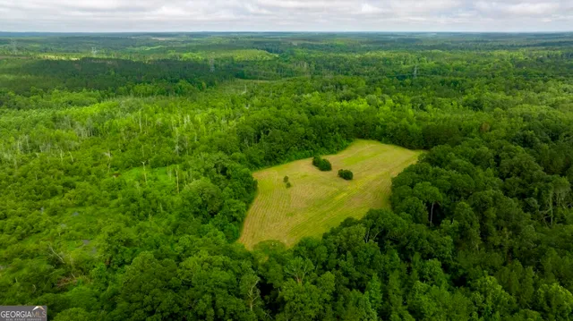 a view of a lush green space