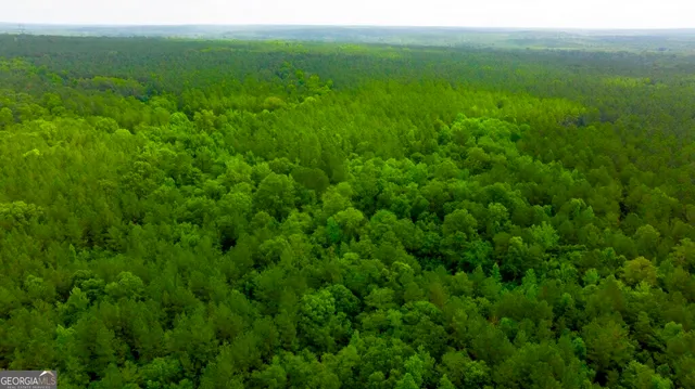 a view of a lush green space