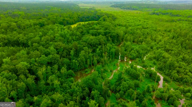 a view of a lush green forest