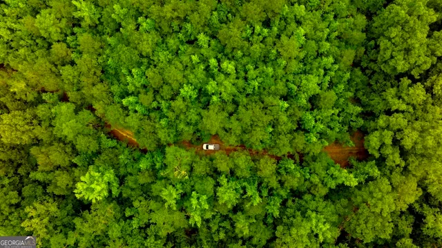 a view of a lush green space