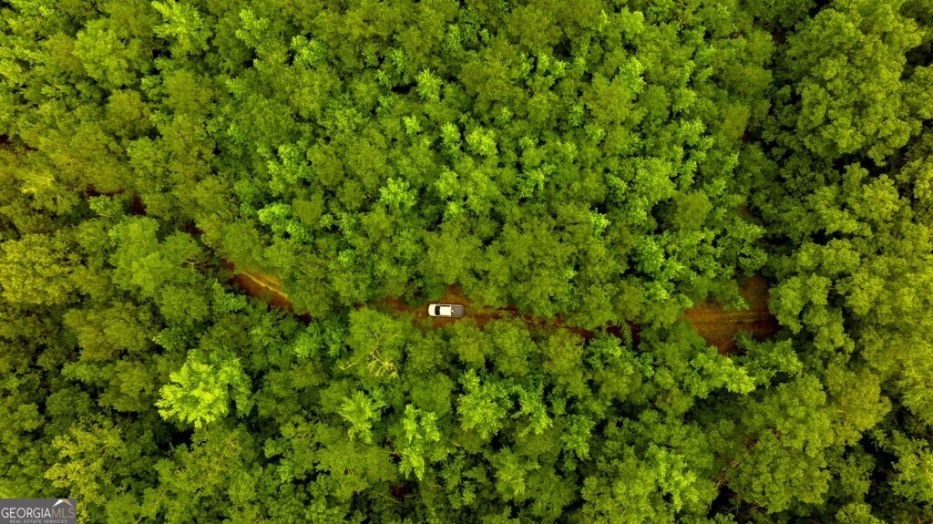 1230 Agricola Road Mitchell, GA 30820 - Photo 29 of 43 a view of a lush green forest
