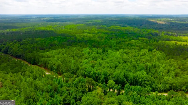 a view of a lush green space