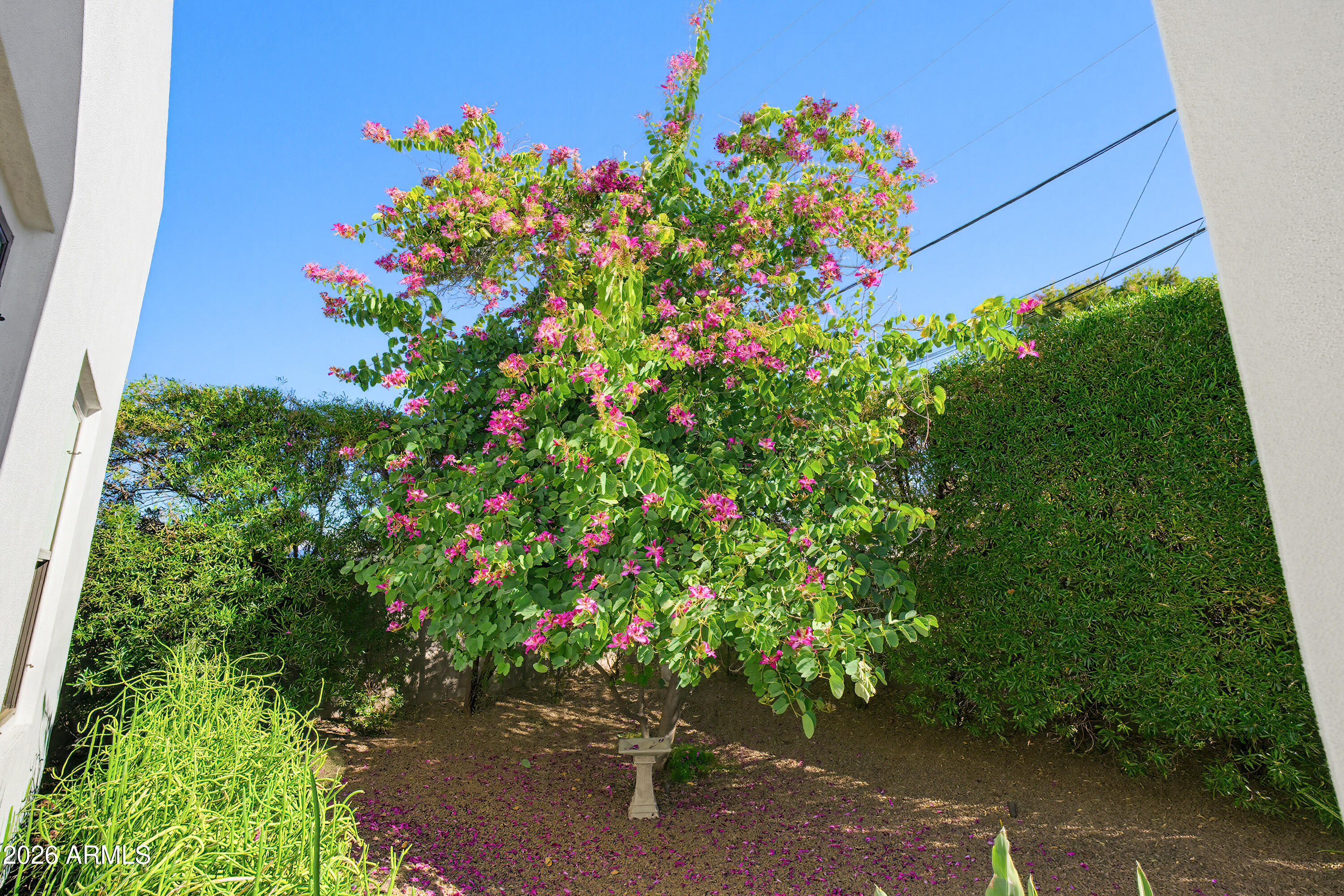4445 North 29th Place Phoenix, AZ 85016 - Photo 37 of 39 Orchid Tree